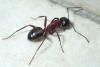 Camponotus ligniperda